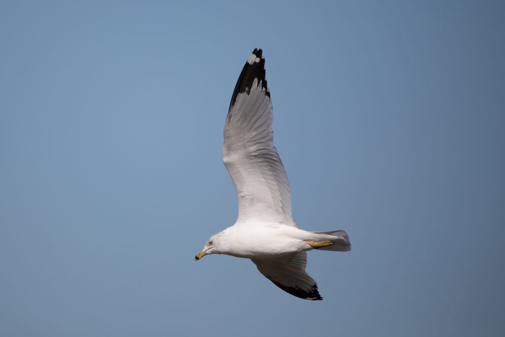 Gull