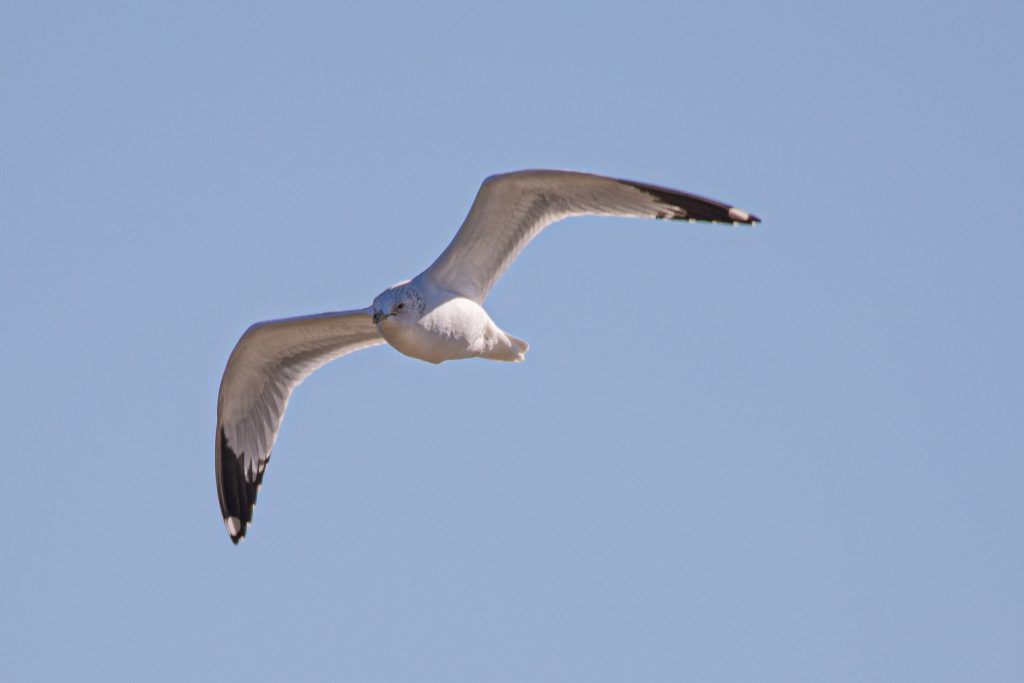 Gull