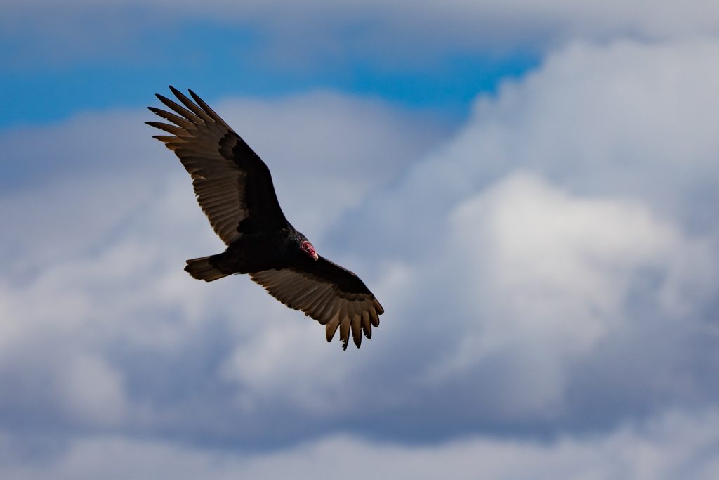 Vulture